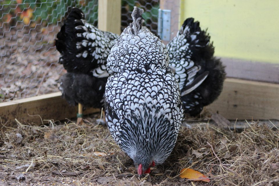 hen from flock #2