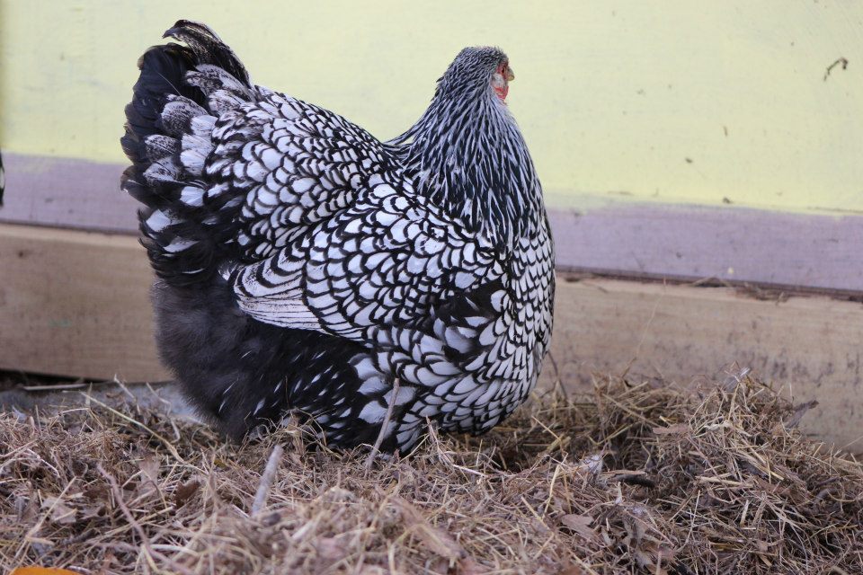 hen from Flock #2