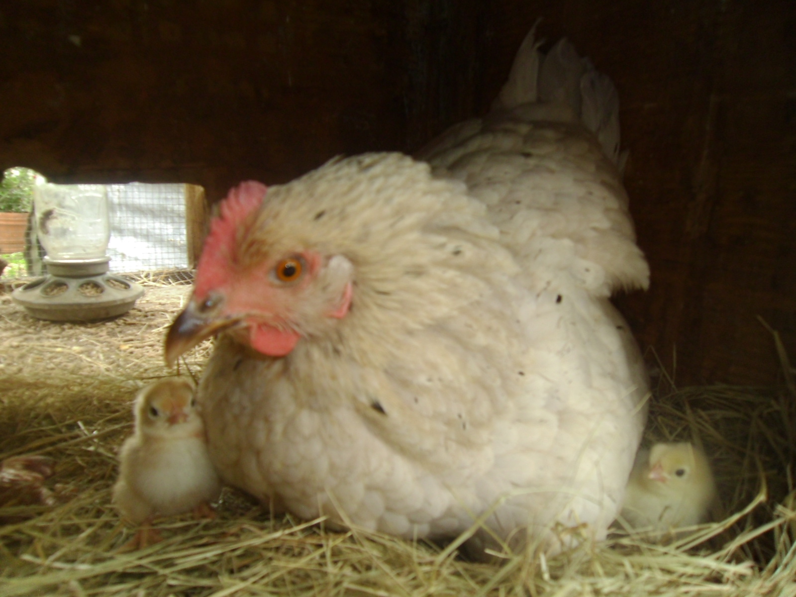 hen hatched chicks
