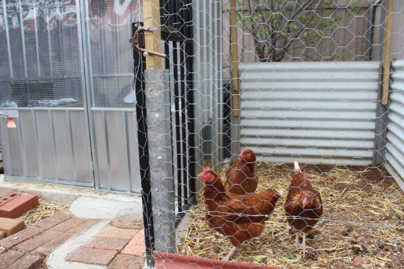 Hen house and run