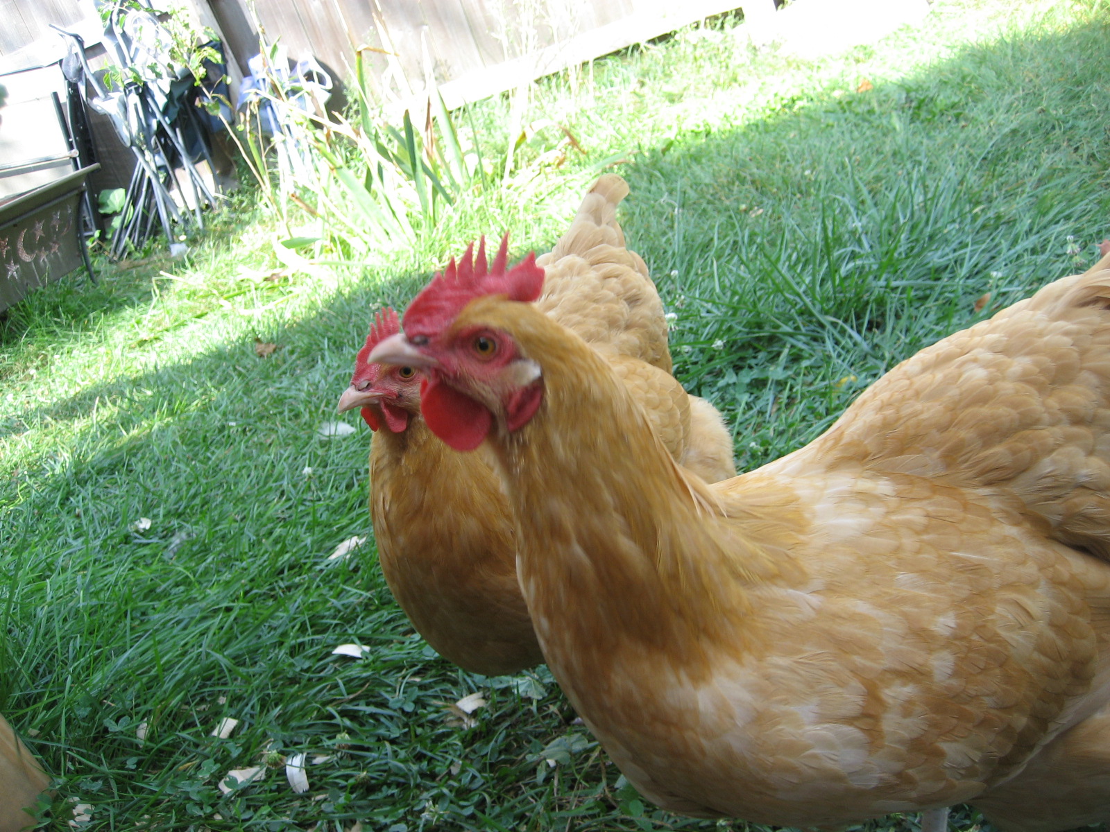 hen in back ground possible roo in foreground.
