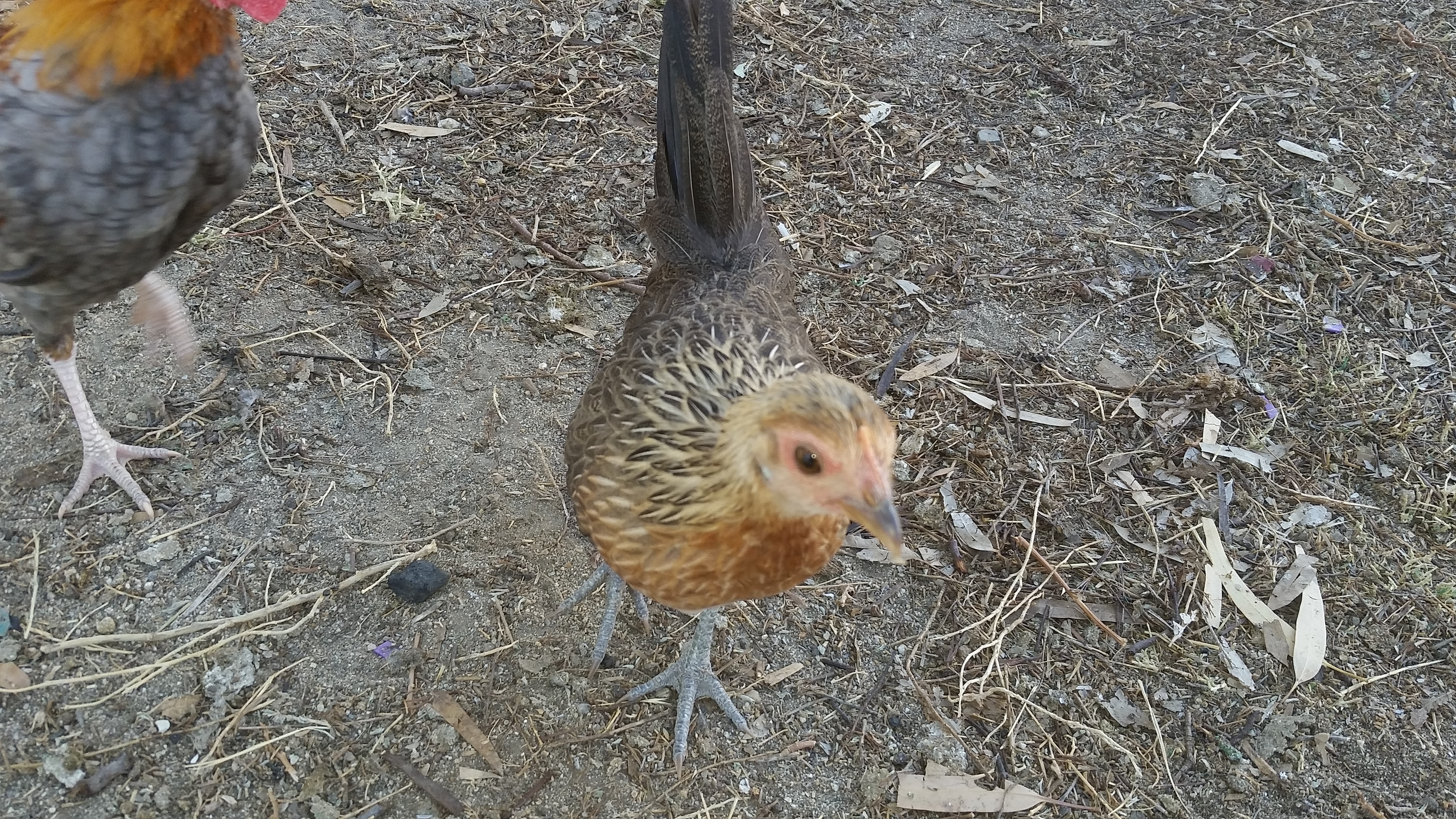 Hen (no guess yet on this bantam hen?)