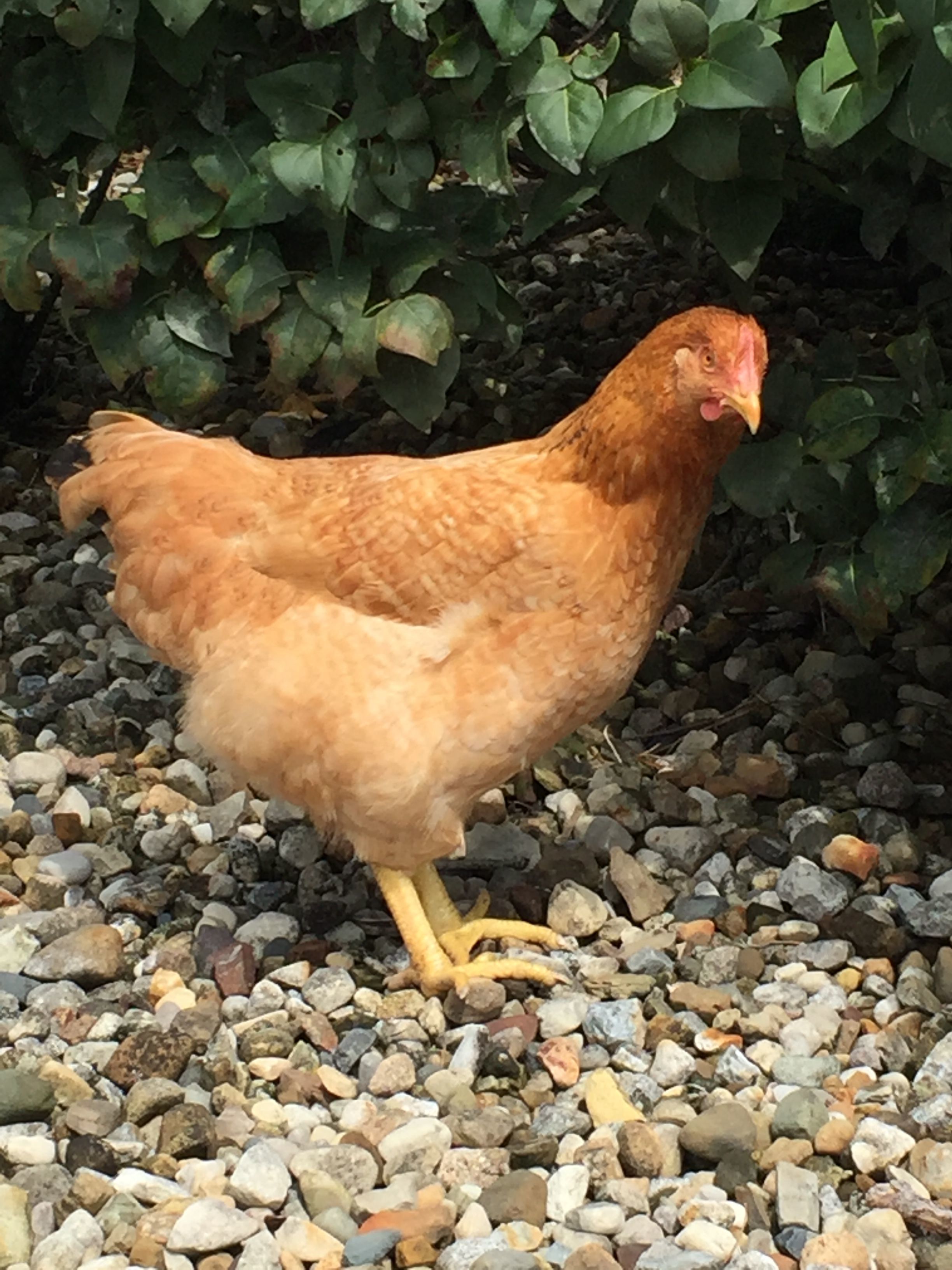 Hen-not being very cooperative. She has the same marking just not as dark or defined.