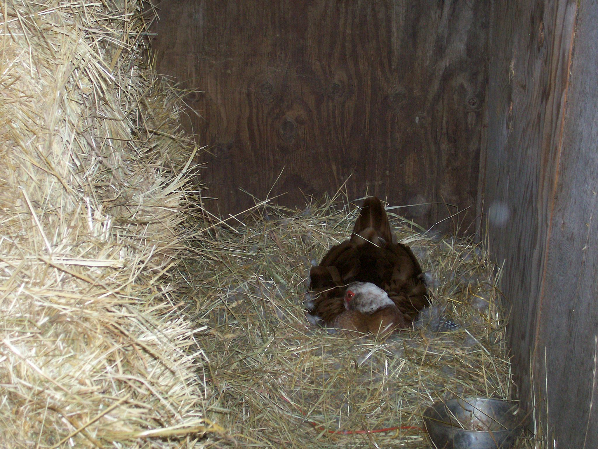 Hen on a nest