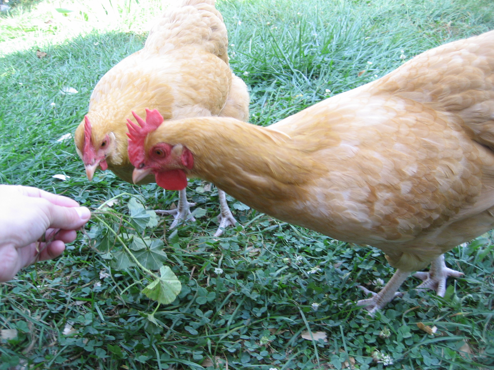 Hen on the left possible Roo on right.