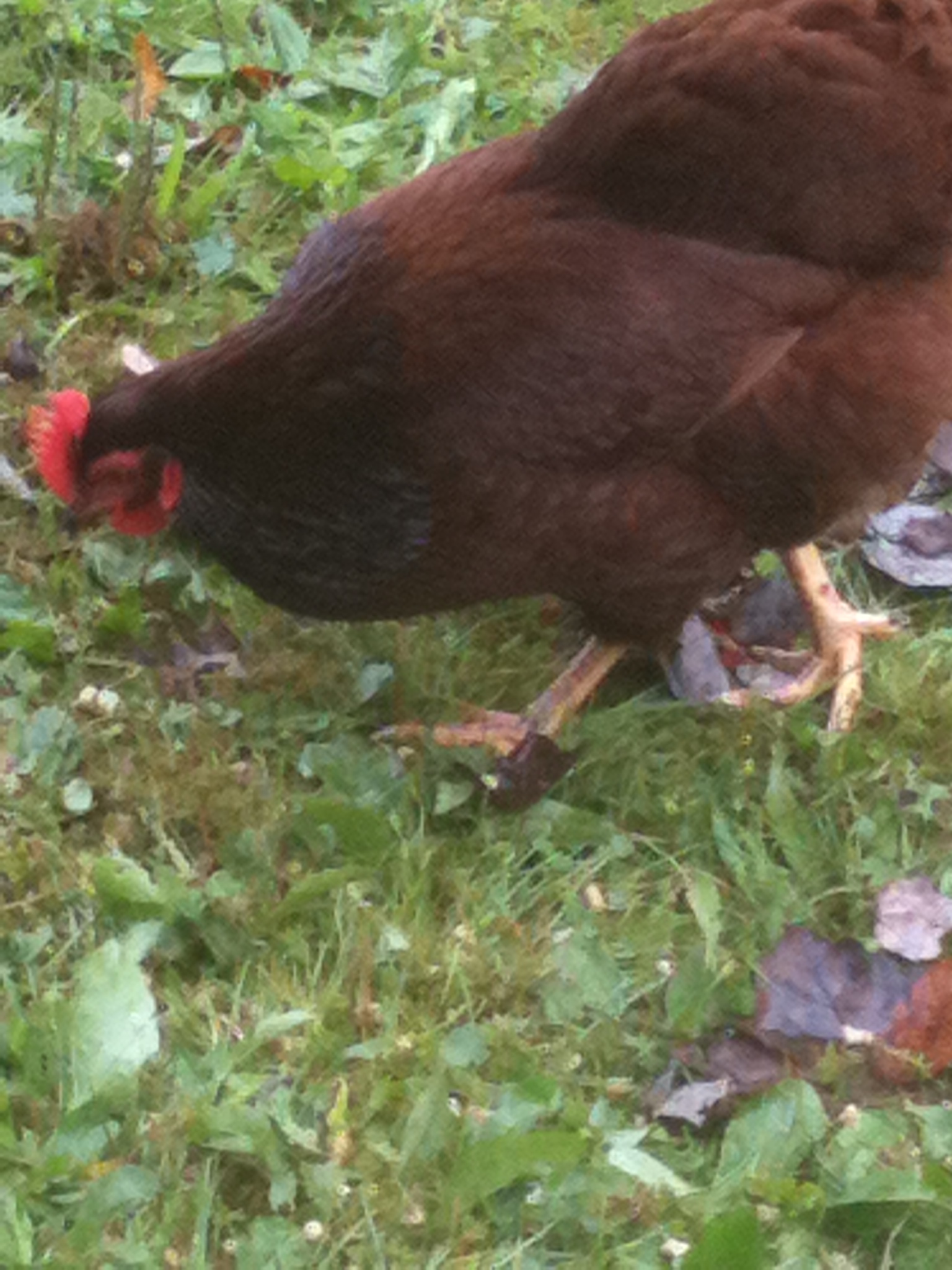 Hen or Roo?