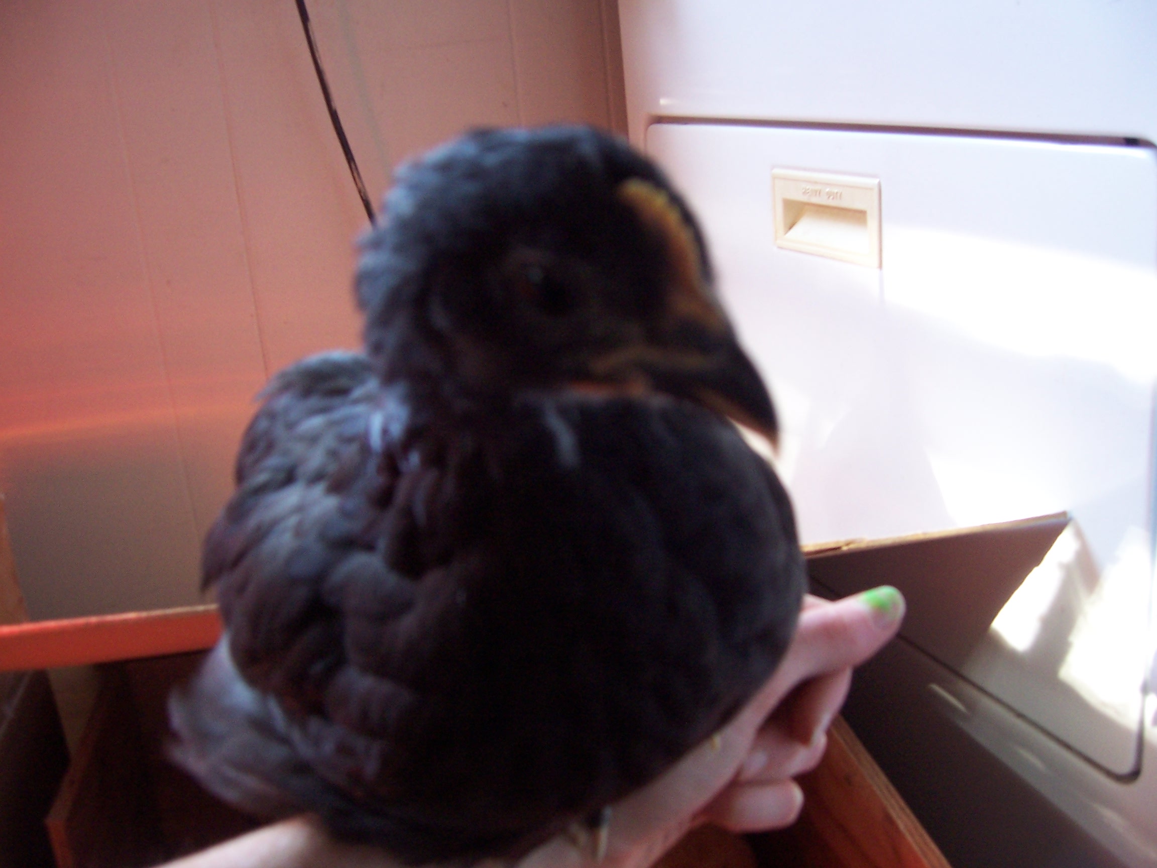 Hen or Rooster? This is Mumble, very curious. About 6 weeks here. Now my chickens are about 18 weeks and we think this one might be a rooster.