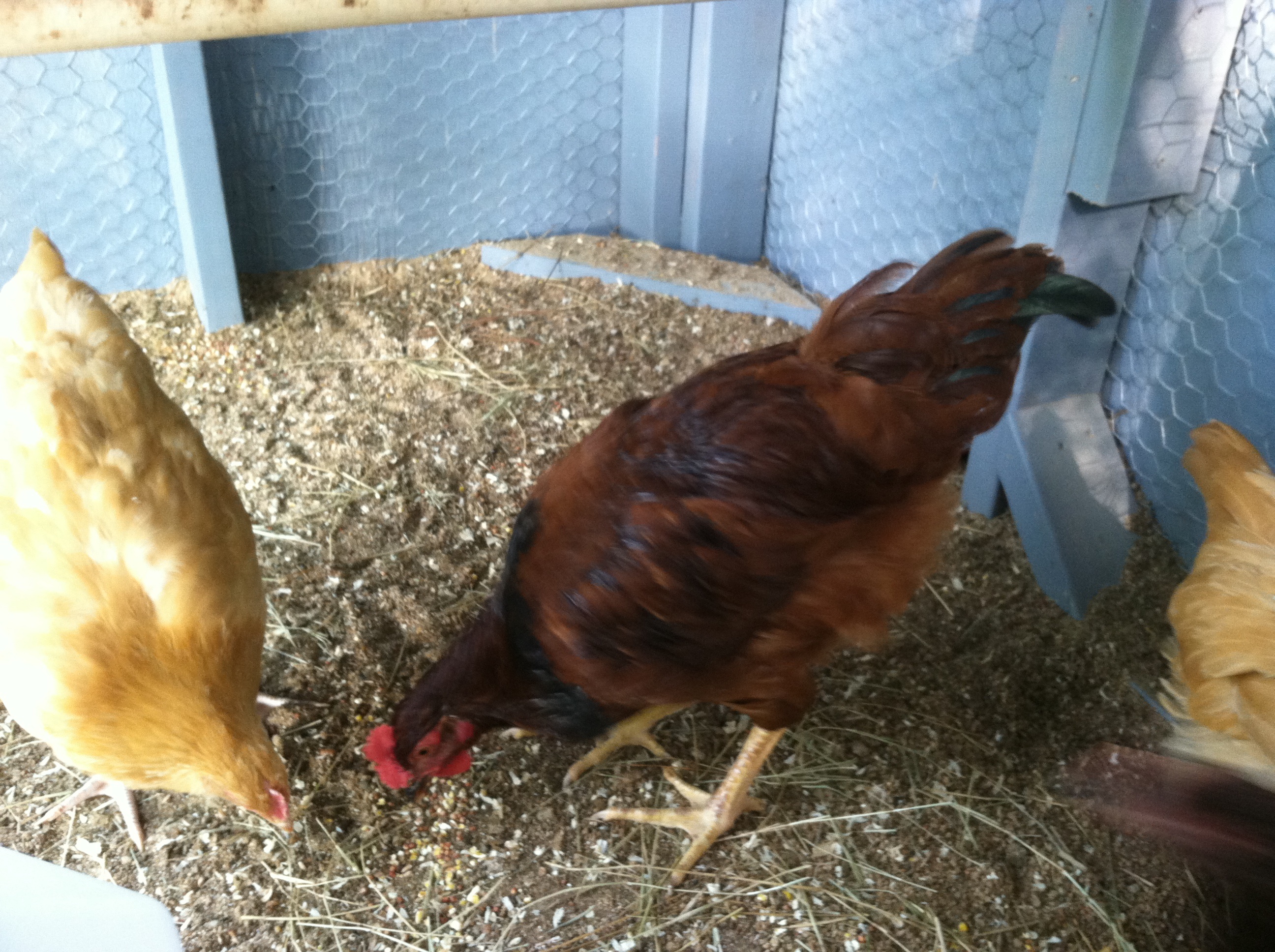Hen or rooster