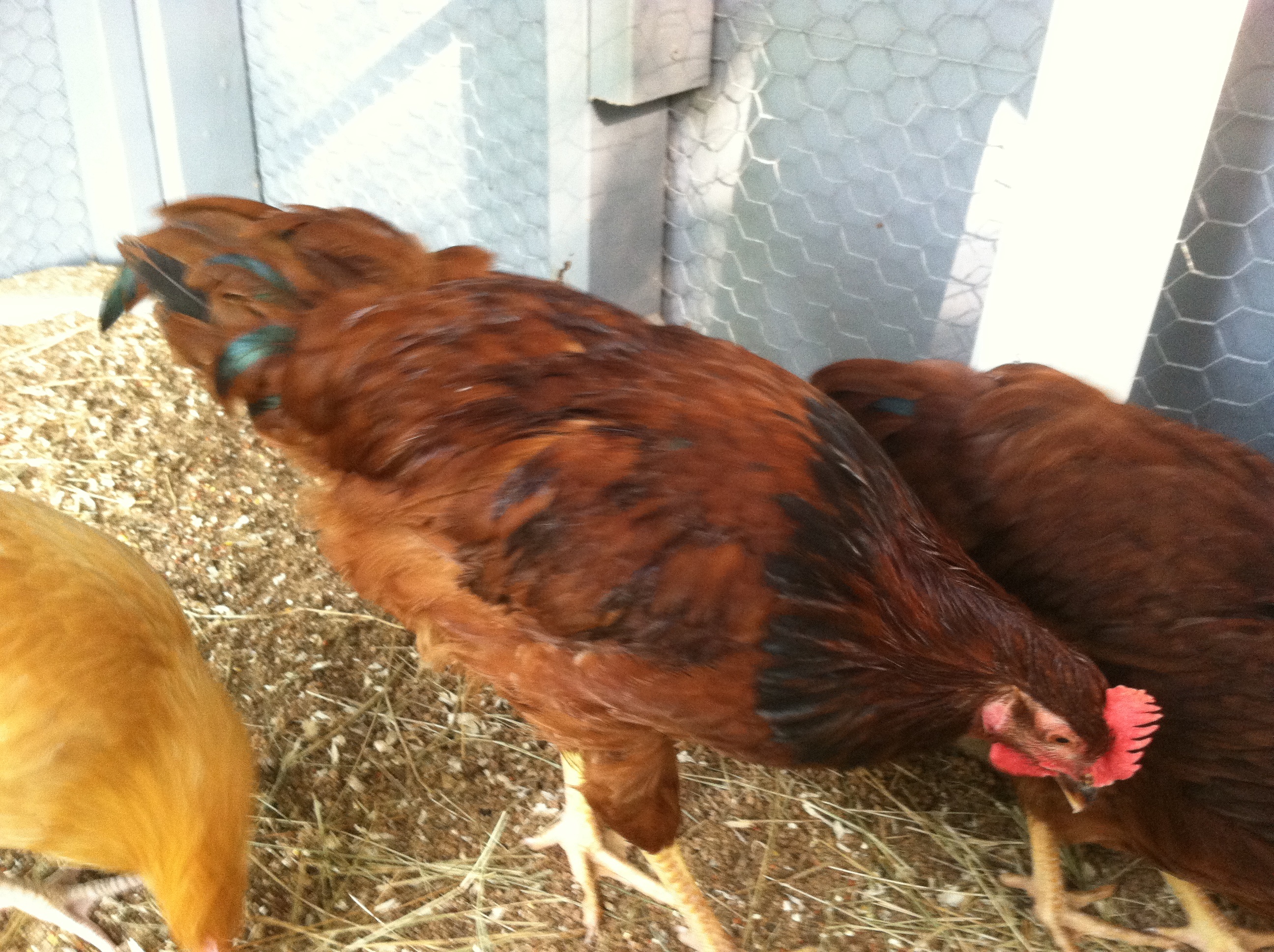 Hen or rooster