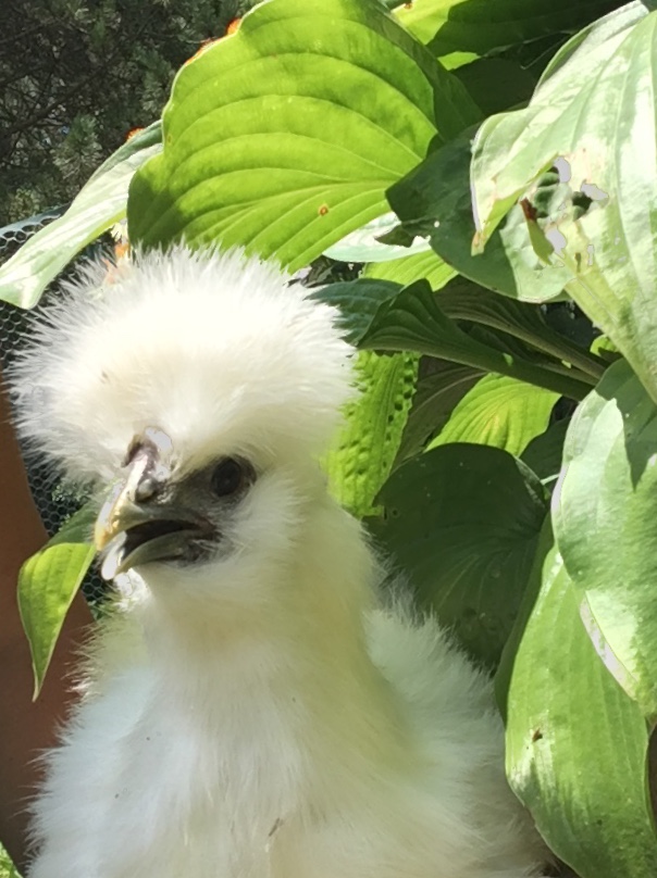 Hen Silkie playing by the hosta plans.