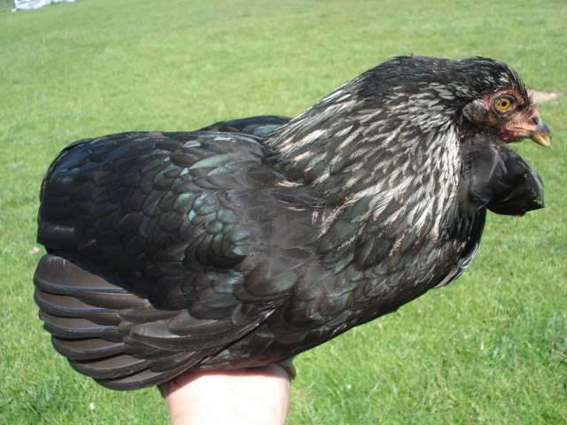 Hen with very large tuft