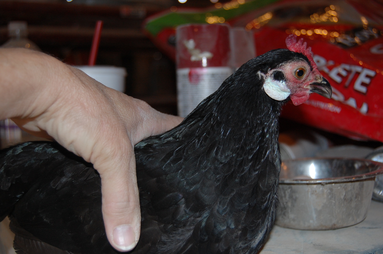 hen