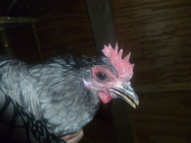 Hen