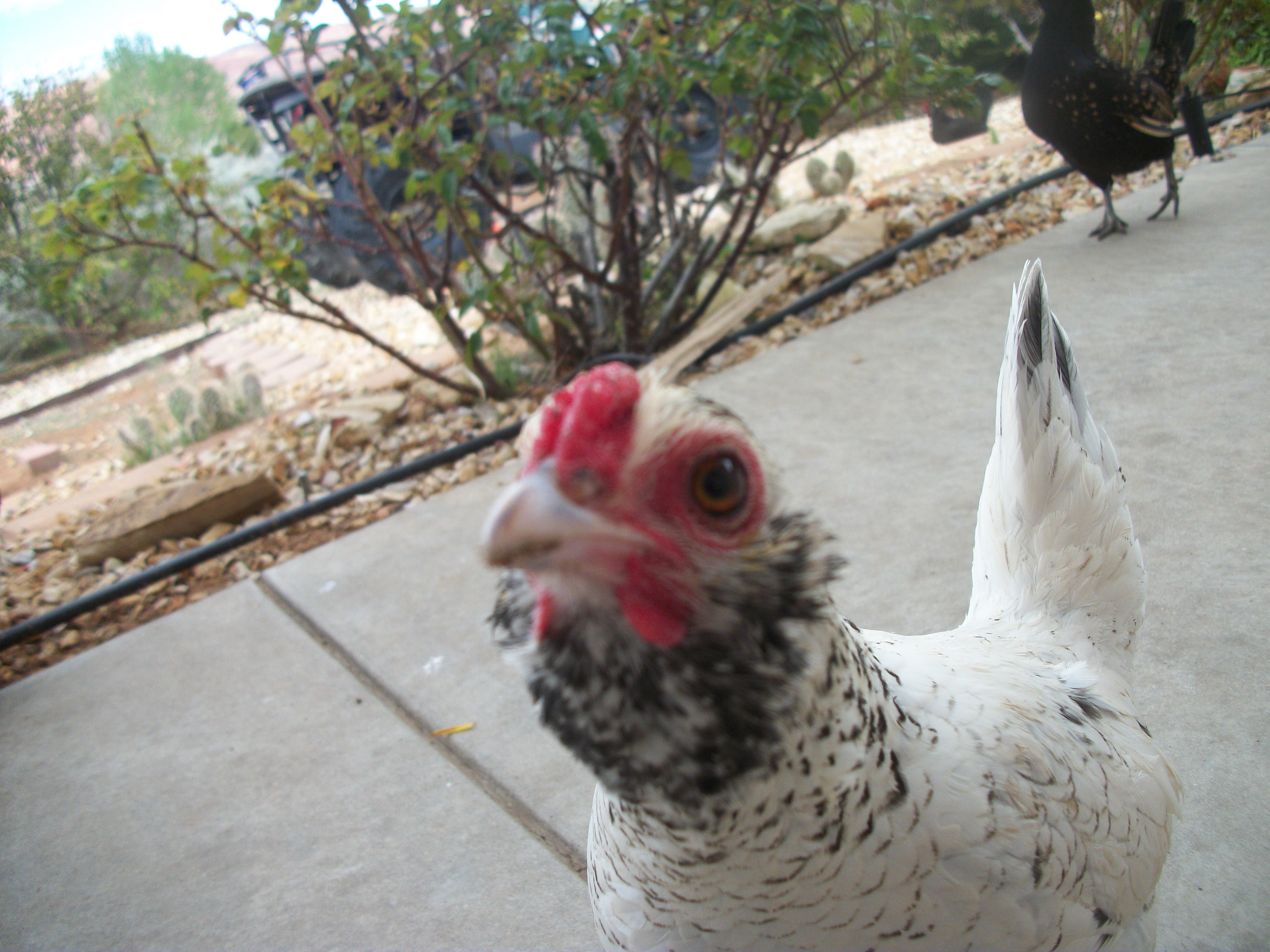 Hen