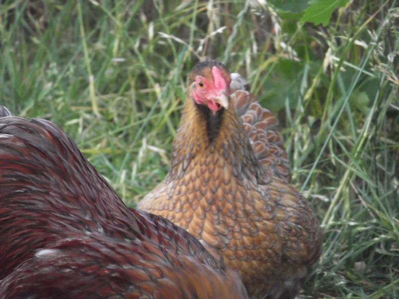 Hen
