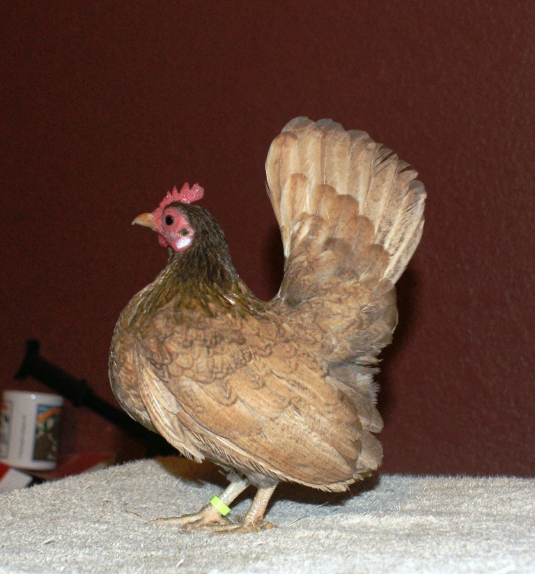 hen
