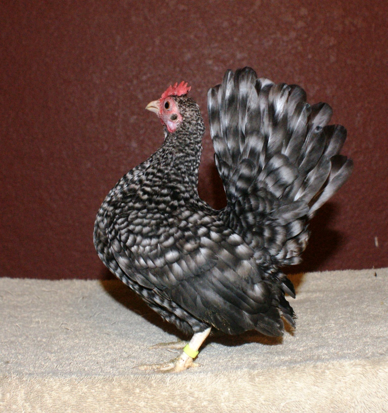hen