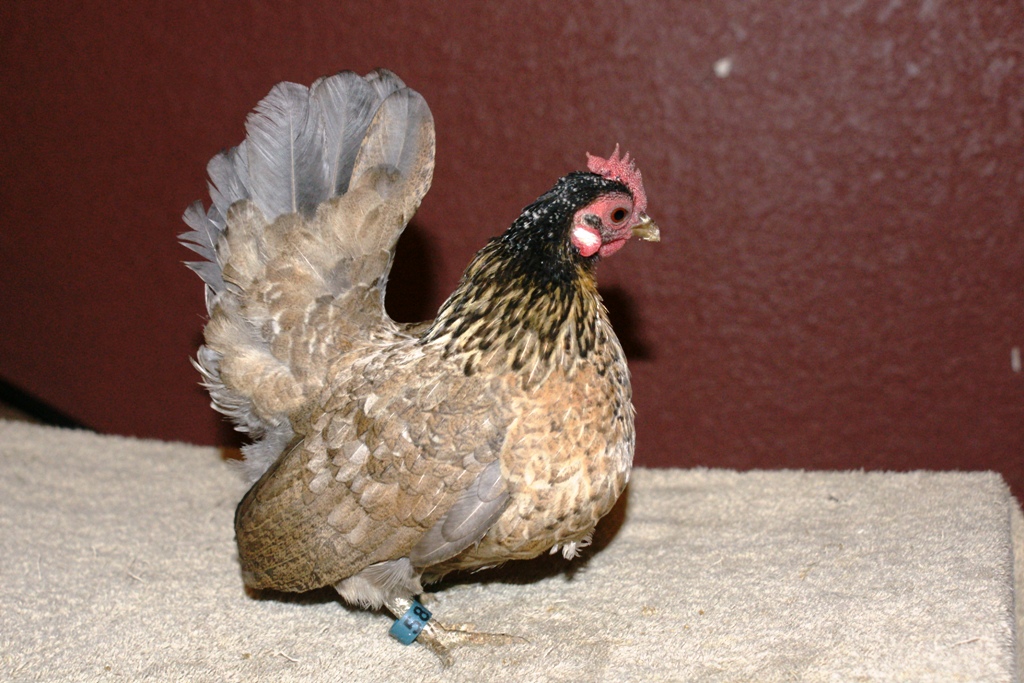 hen