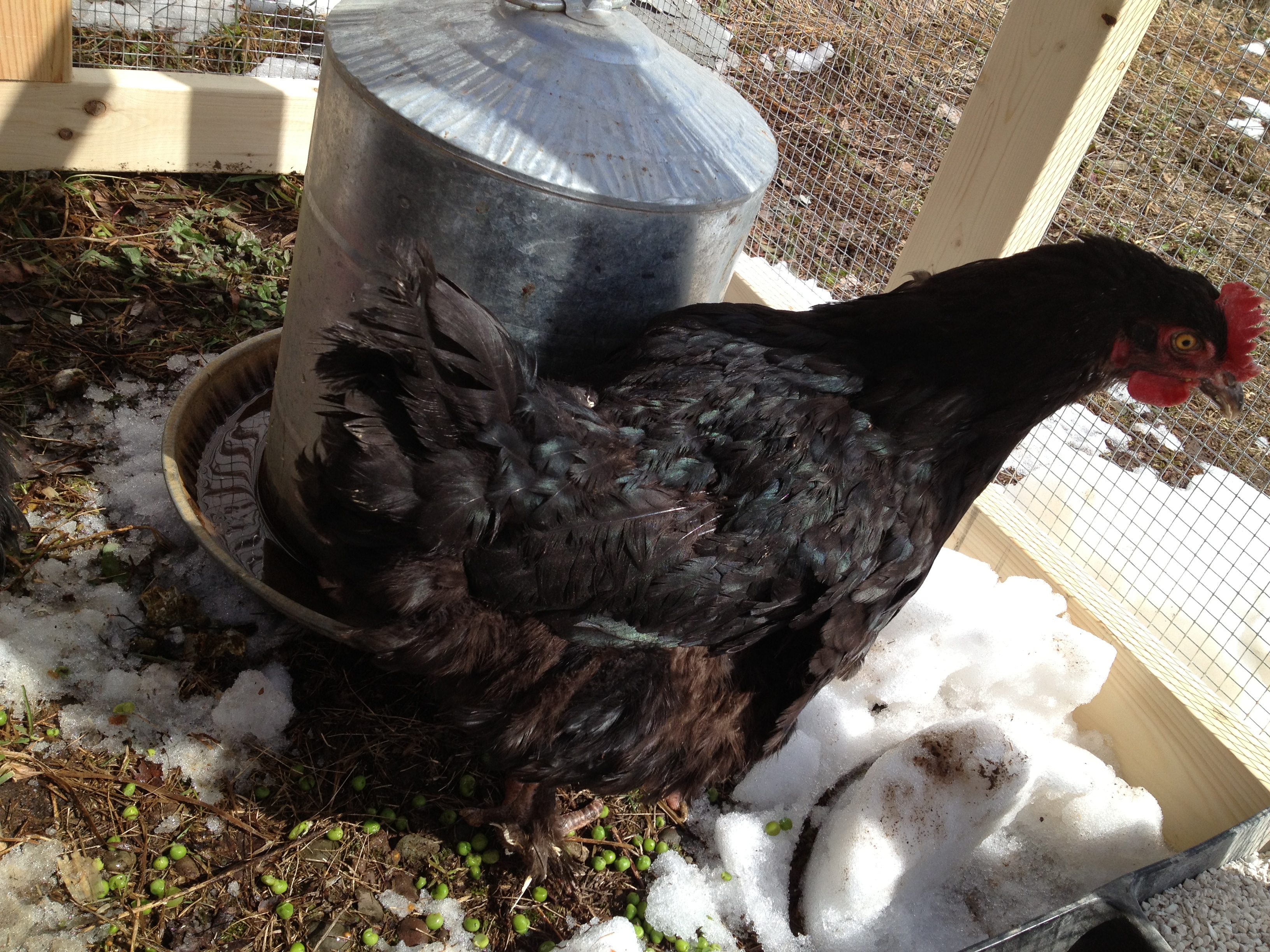 Hen