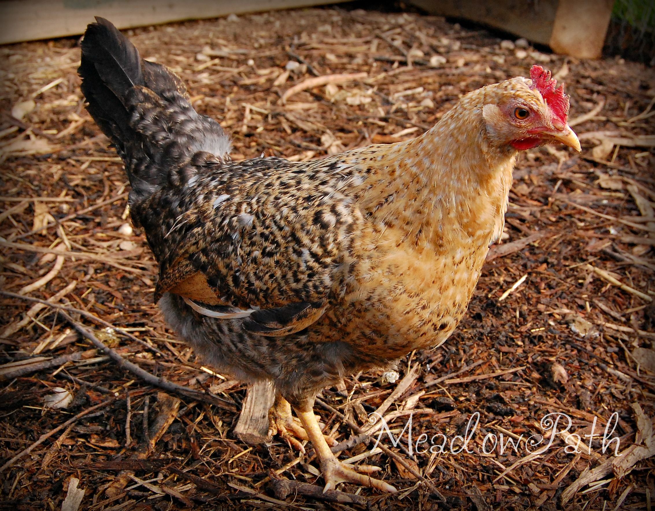 Hen