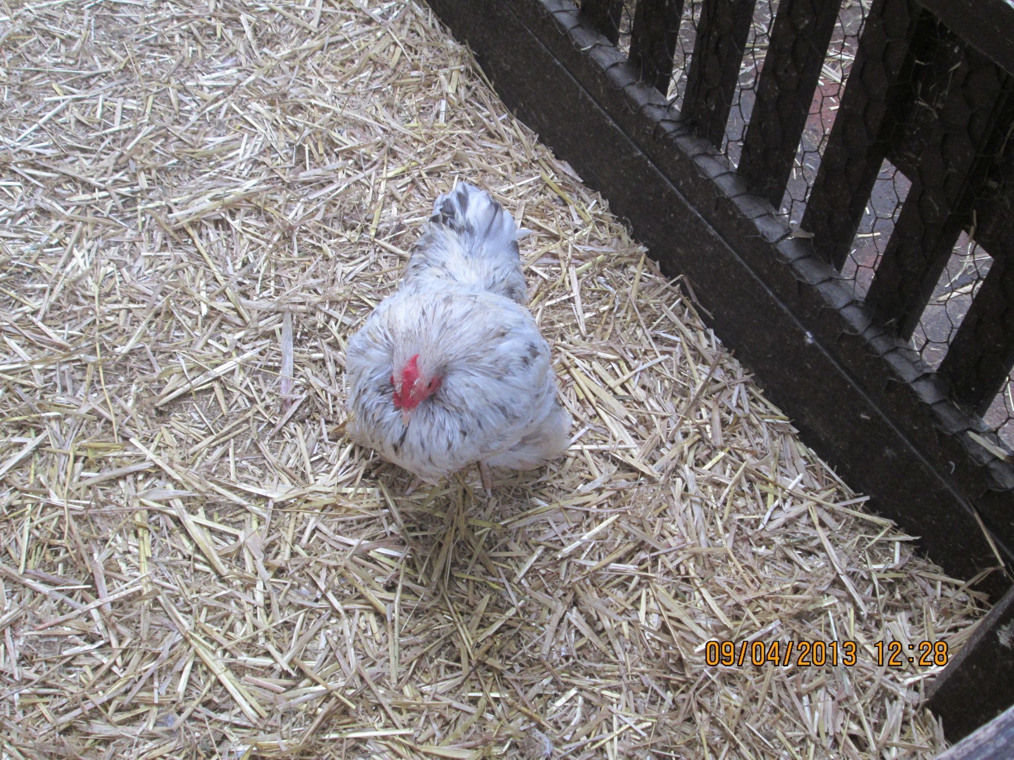 hen