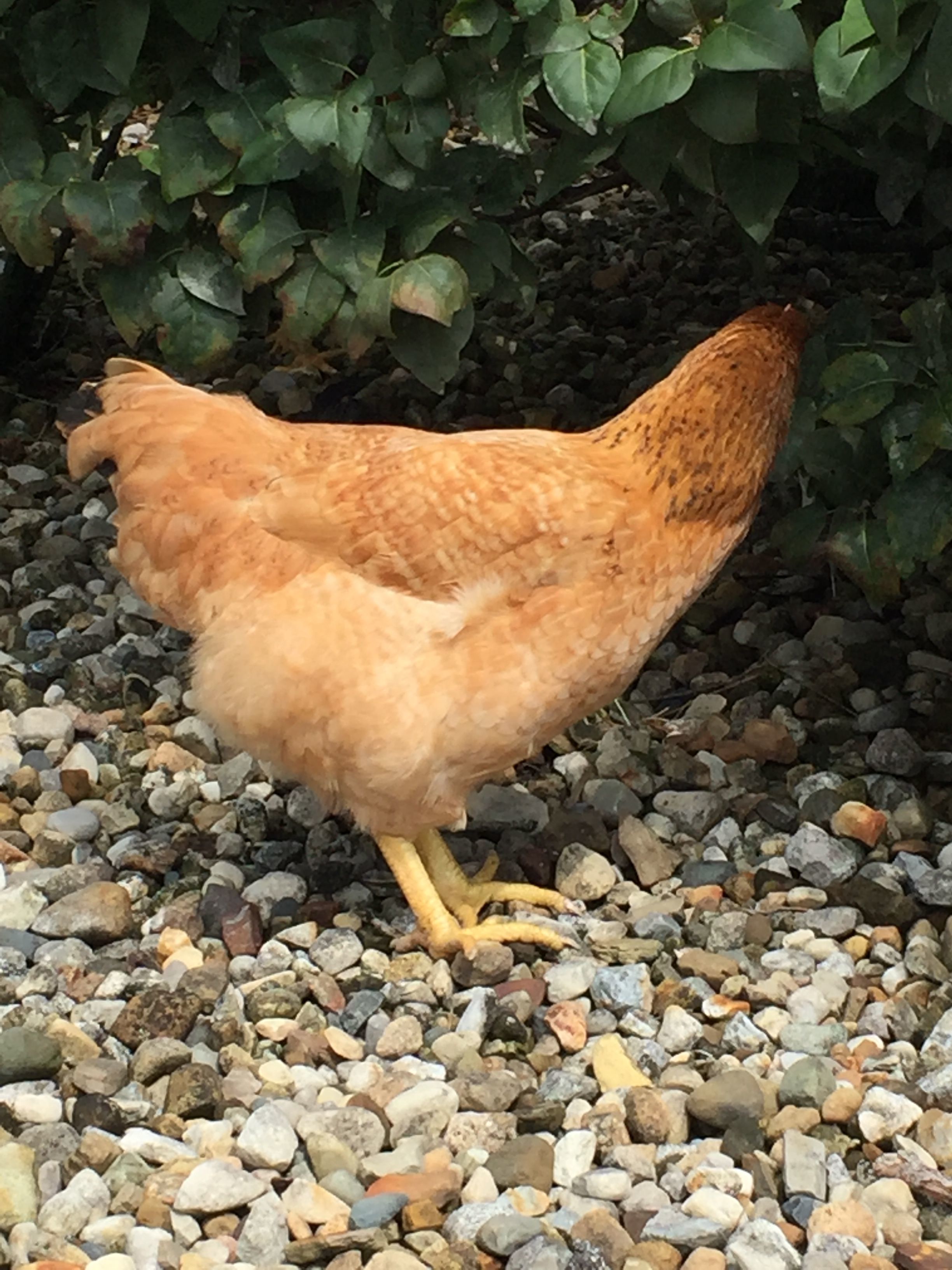 Hen