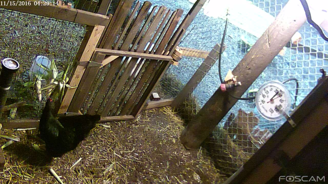 hen