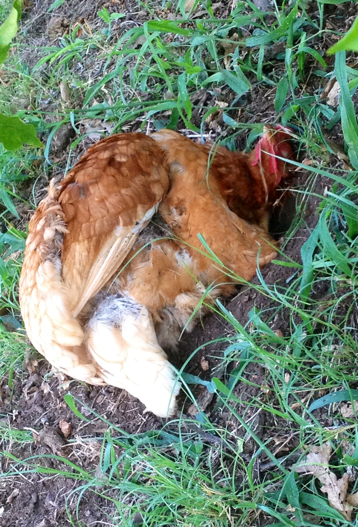 Henderella digging a hole.