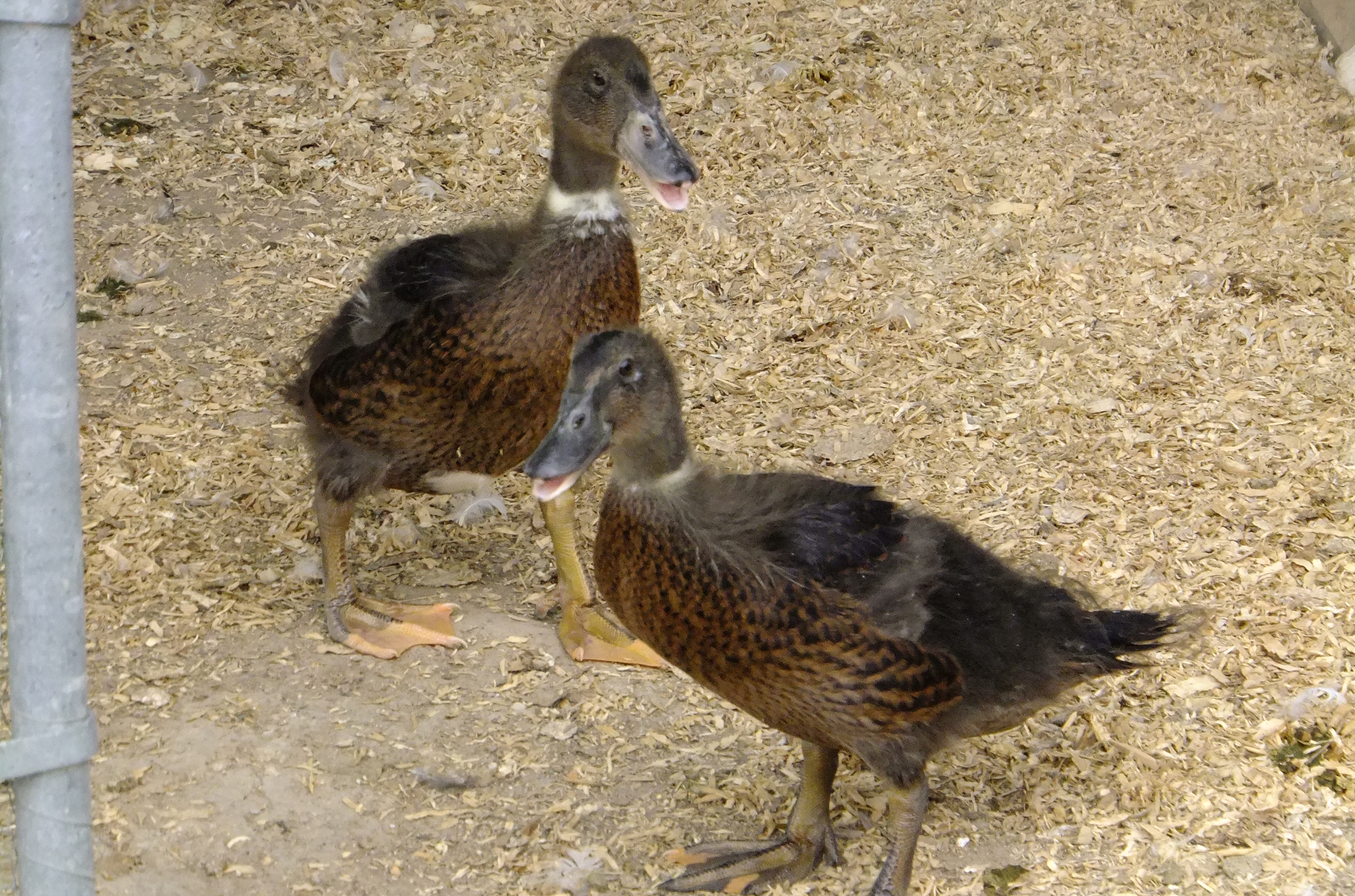 Hennie Ducklings 2