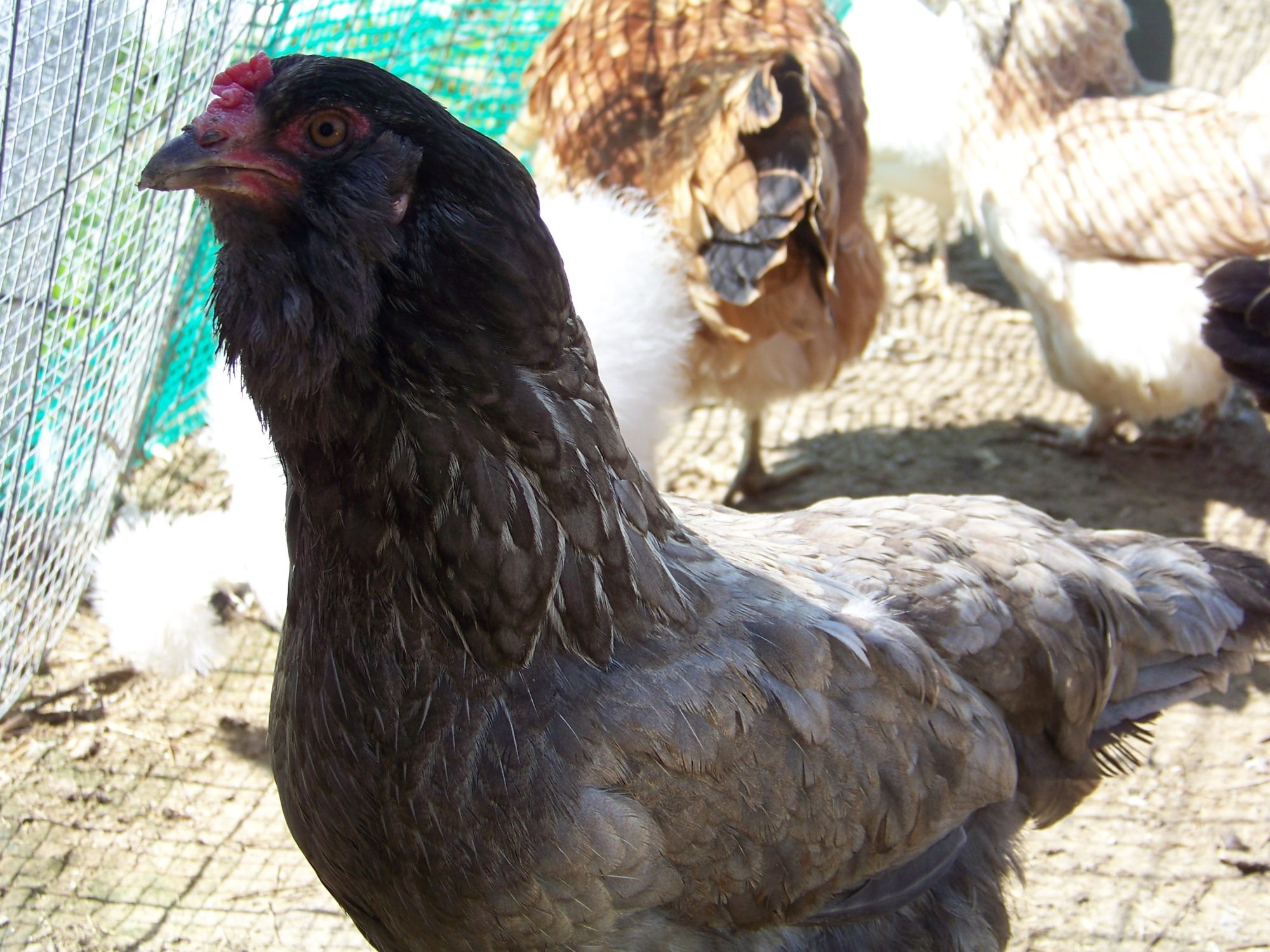 "Henny Penny" (because everyone needs one hen called that, right?) - EE hen. She's also very photogenic and vain. Her and Dixie (barred rock) are at the top of the pecking order. They were both "the chicks that started it all". Picked them up as chicks from the feed store (because "Hey, we already have ducks, might as well get some chickens, too" Harharhar...), and they stirred up an addiction in me.