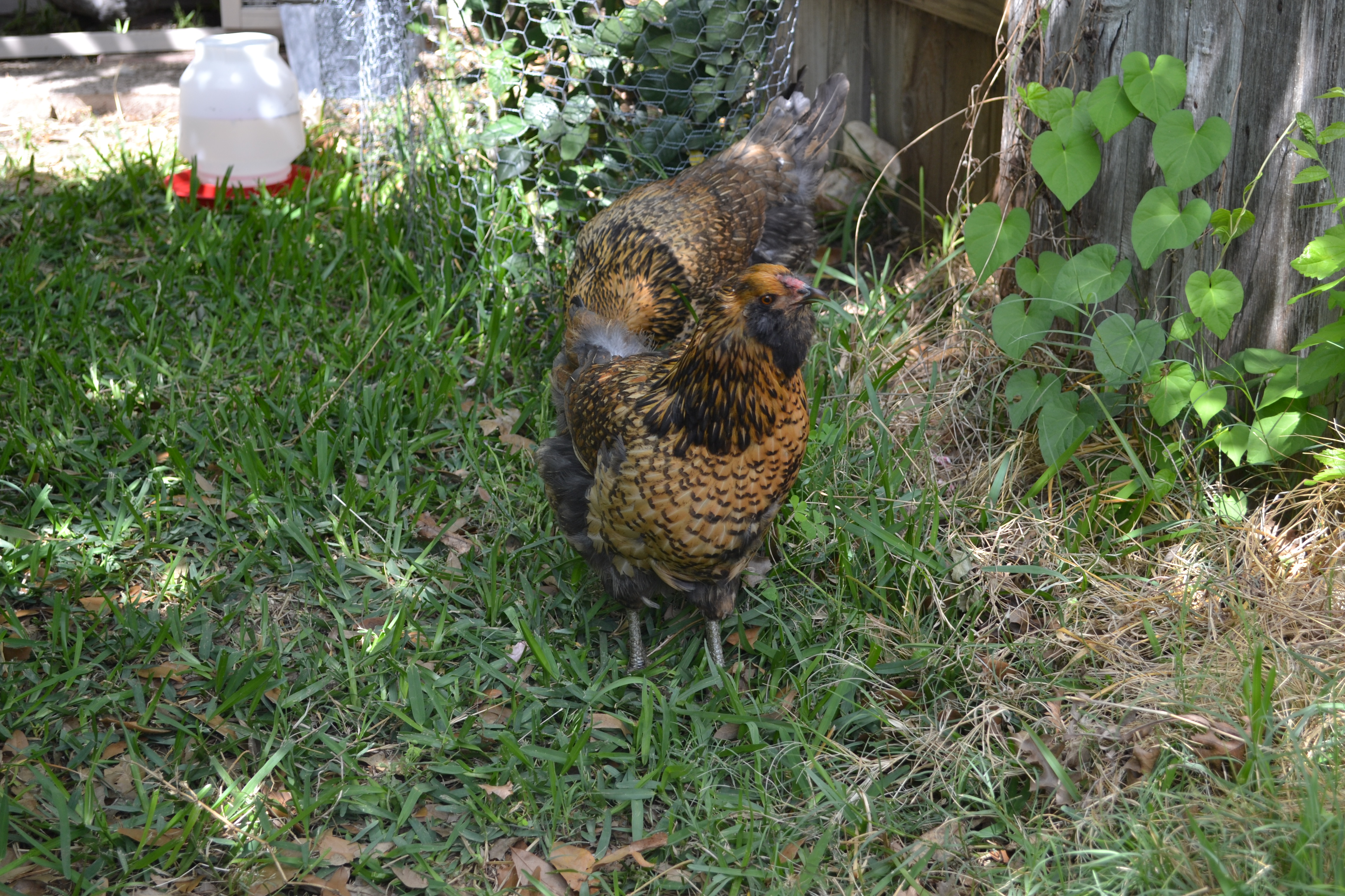 Henny Penny being camera-curious -- pretty girl though she is a jumper & I've pulled her out of the fig tree twice already - their wings are also clipped.