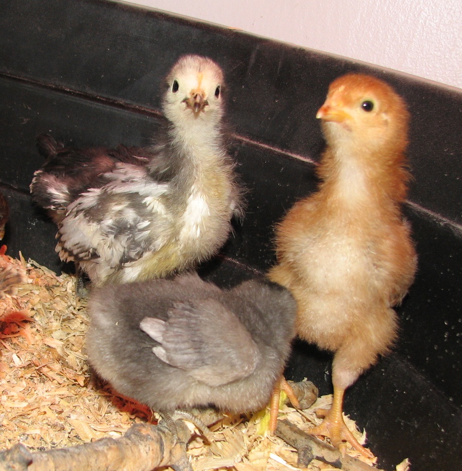Henny Penny, Blue Bell, Spice
