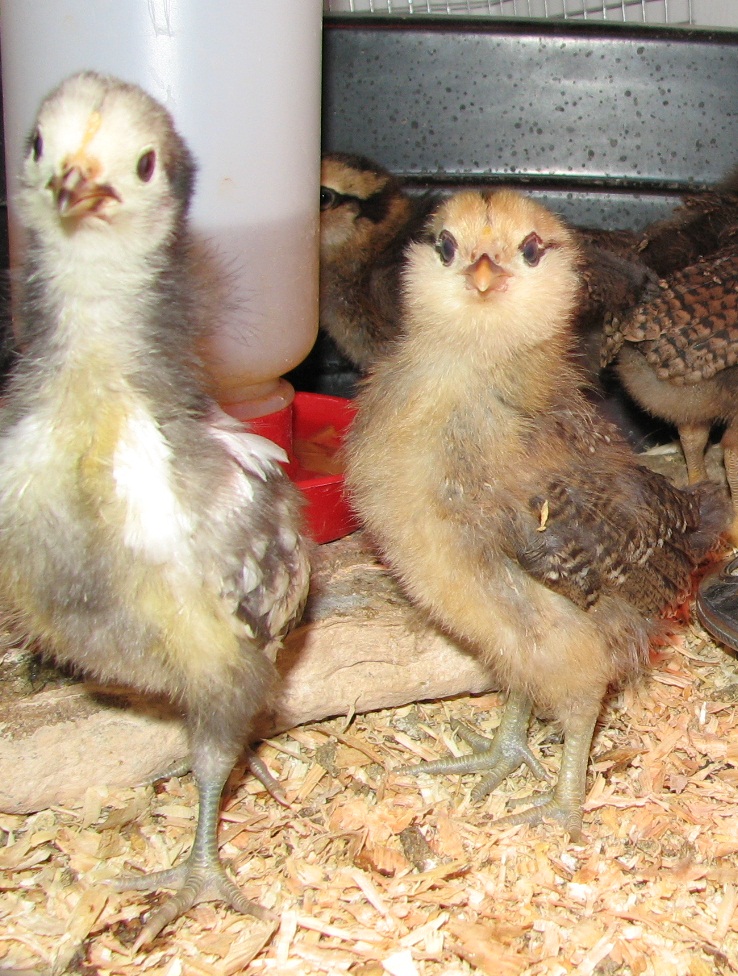 Henny Penny & Digger 
"You Lookin' at ME?"