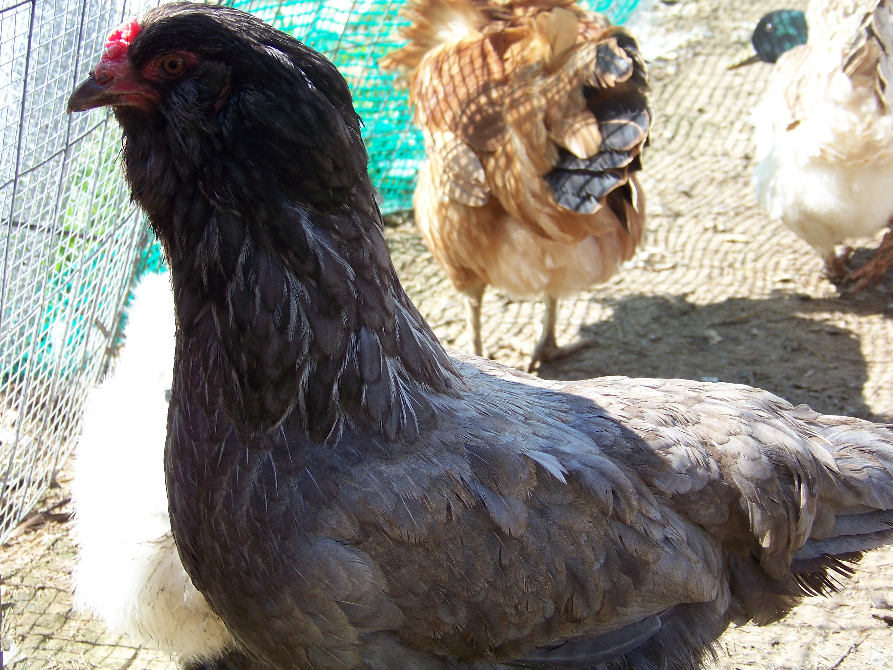Henny Penny (EE hen) again posing for her adoring public. Just hatched out my first homegrown chick a few days ago which I believe is from this girl and Buffy (it has her muff and his feathered legs). Can't wait to see how it turns out.