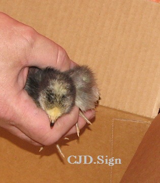 Henny Penny going into the brooder box.