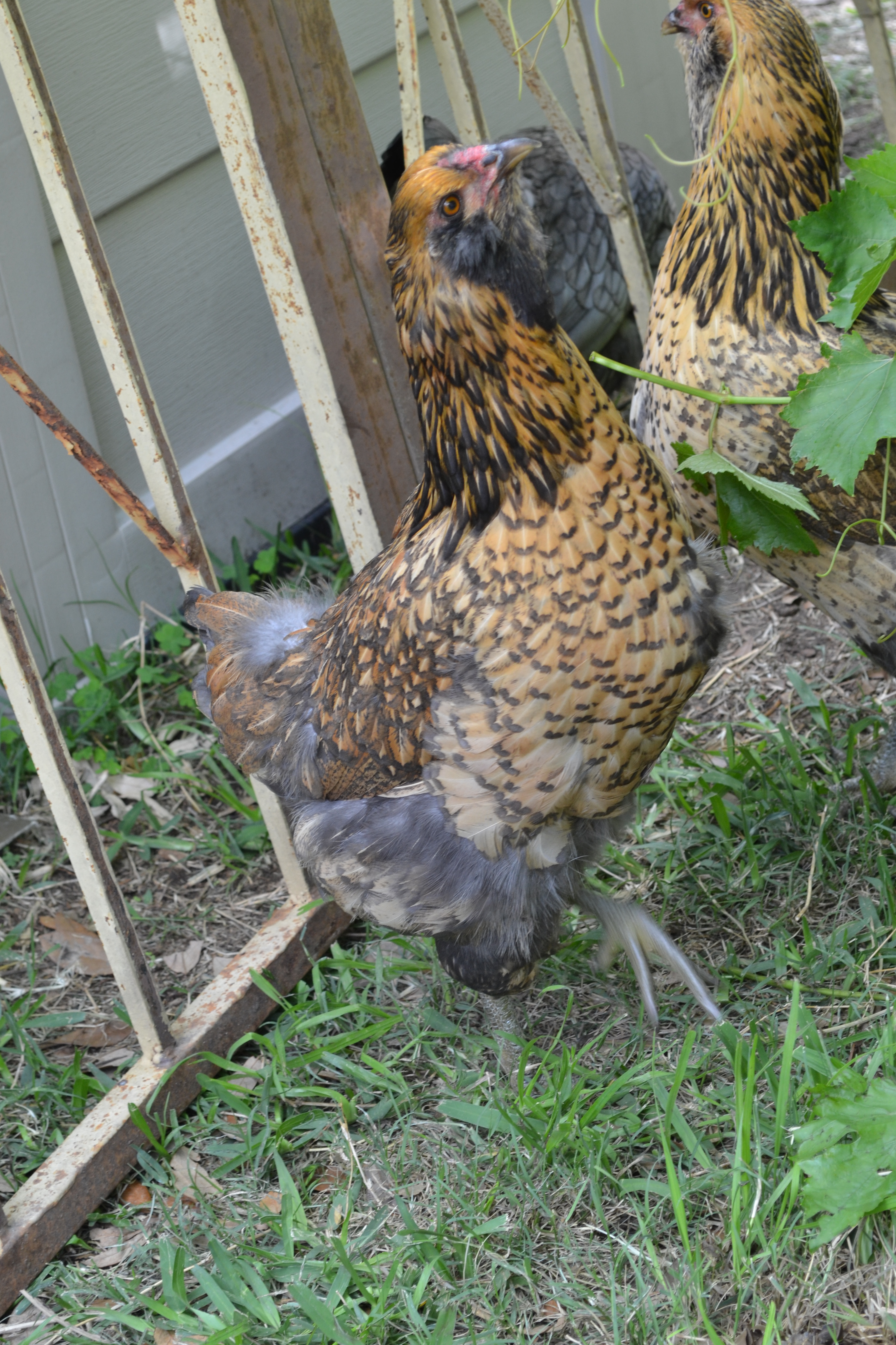 Henny Penny has the black beard & Susan's does not contrast.