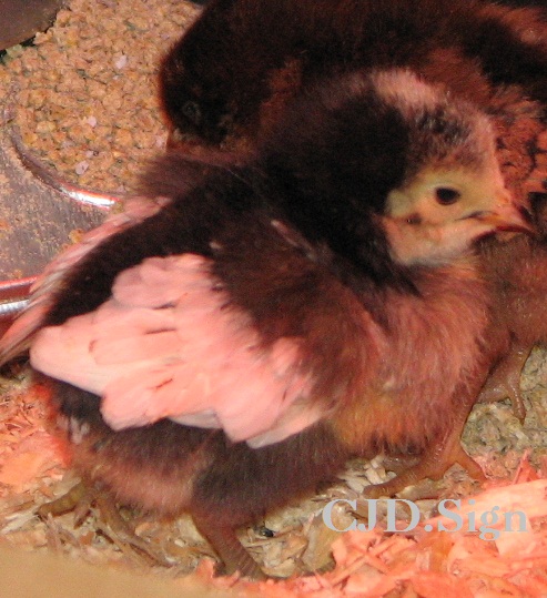 Henny Penny is a little Bantam Lakenvelder.
