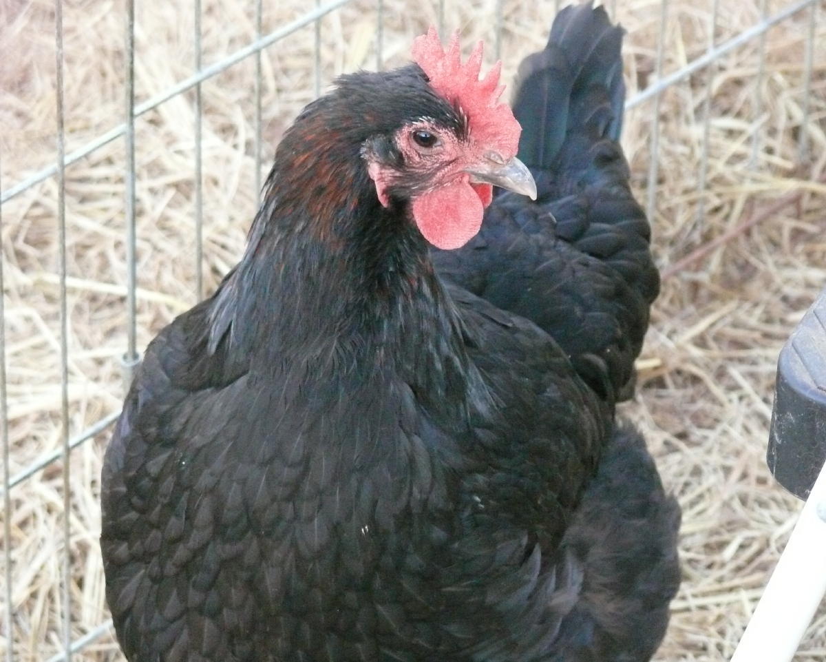 Henny Penny our darkest egg color