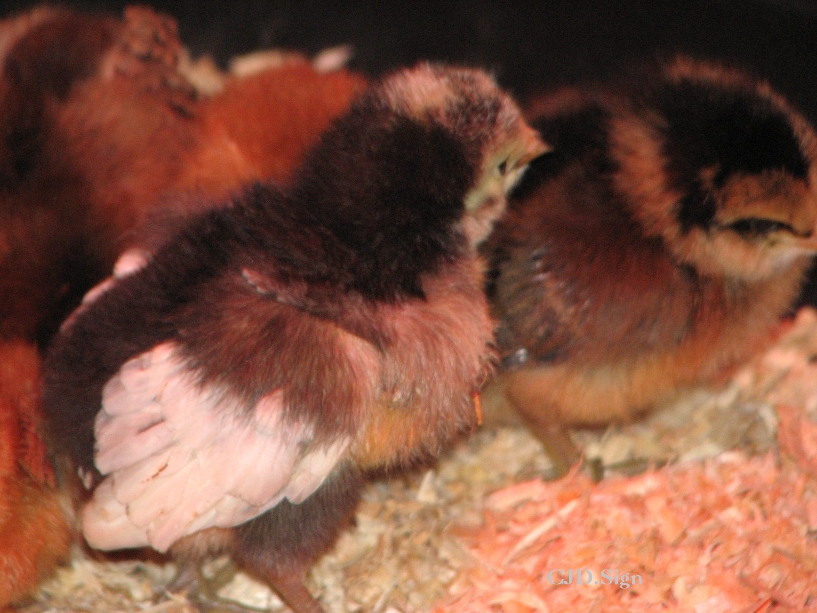 Henny Penny rounding up the flock.