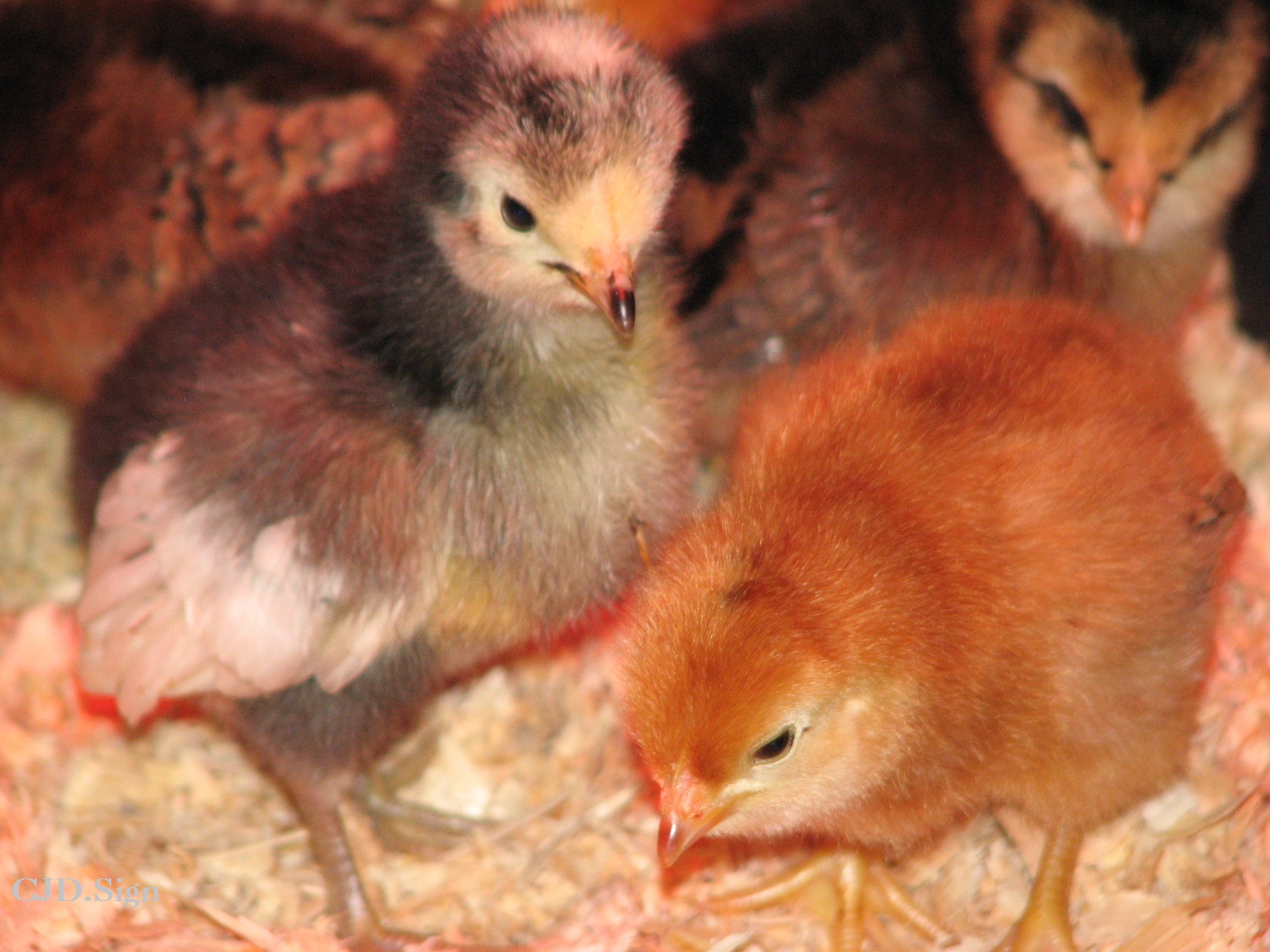 Henny Penny, Shark & Burn pose for a photo.