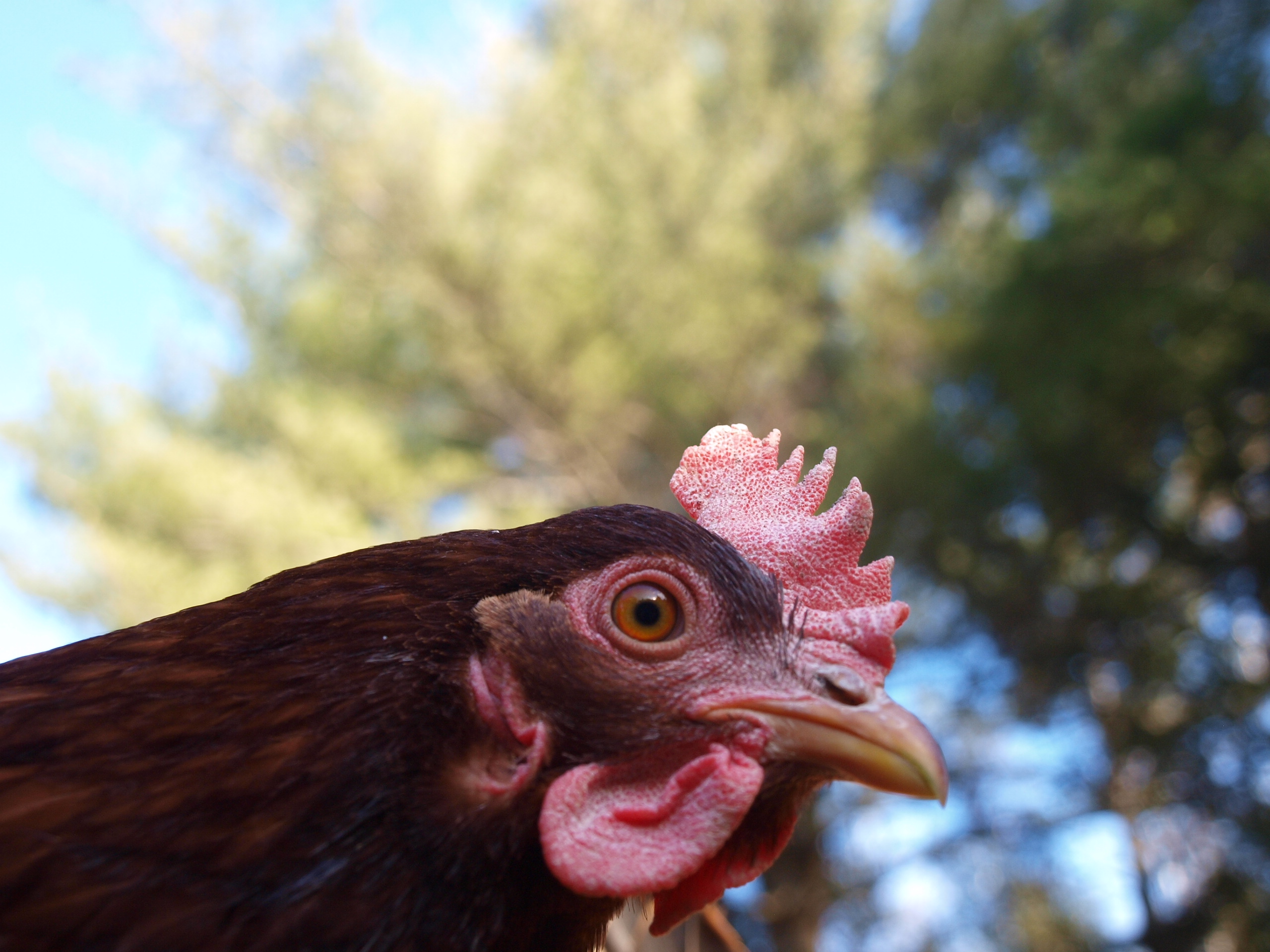 Henny-Penny  She's one of my RI Reds who always makes sure she's the first!  At the cost of a few feathers at times!   edited July 16,13.  That was the day I lost her!  Not sure how except I lost Rhoda on the 12th of that same month & year to a Hawk.  I saw her stuck in his claws :(   I cried so hard at her loss cuz she was always w/ me.