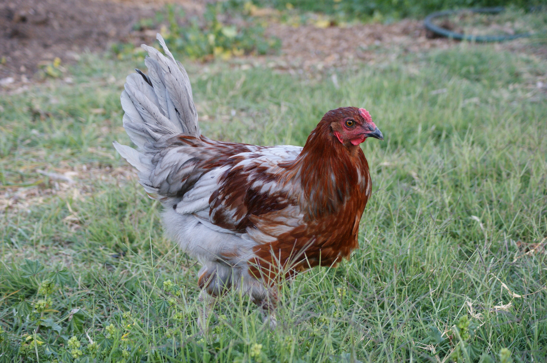 Henny Penny...started to crow....now she's Peter :(