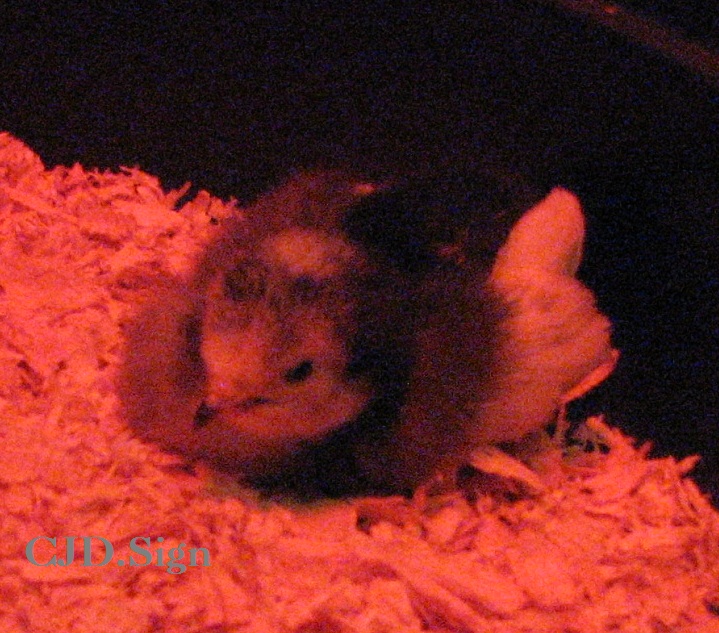Henny Penny taking her nap.