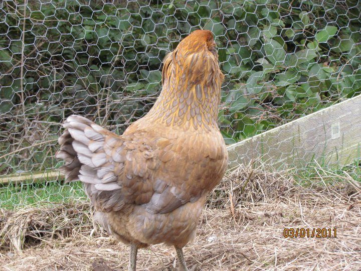 Henny Penny