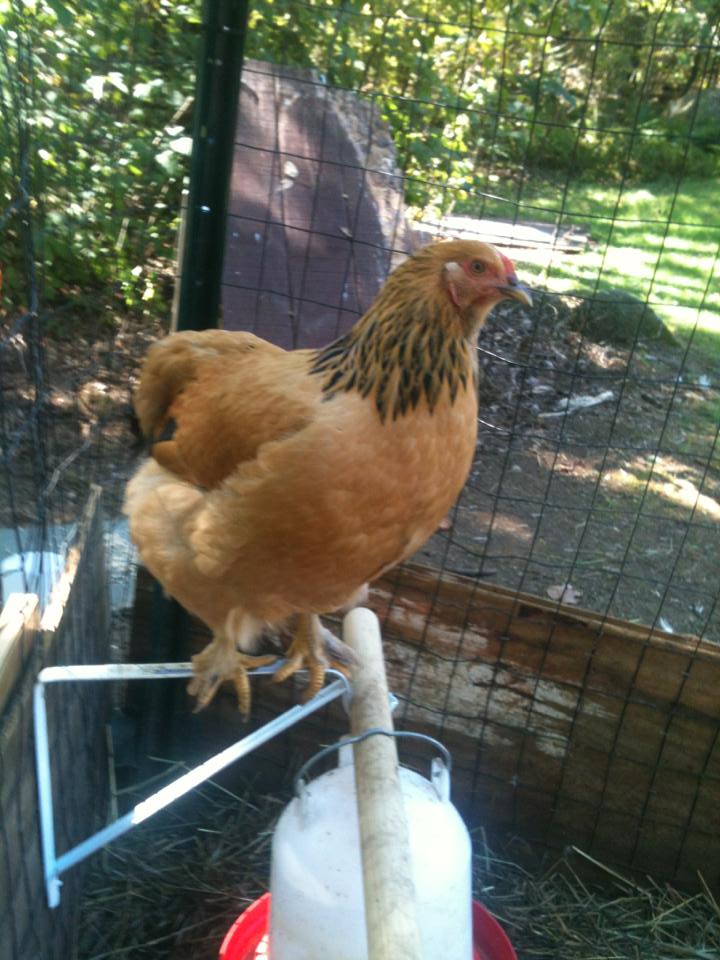 Henny Penny