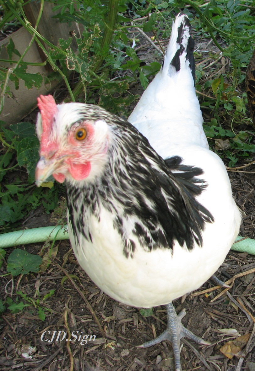 Henny Penny
