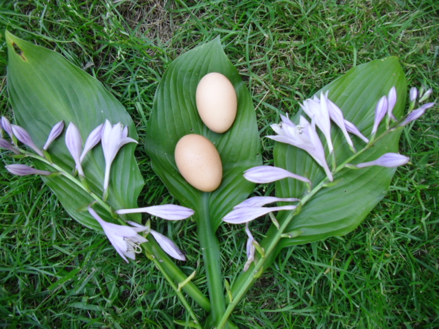 Henny & Rhoda's last egg's from my RIR's that were taken from me to soon.  7/13