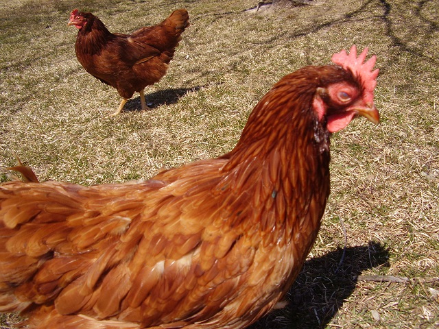 Henny (She is my special needs hen. She is half blind in both eyes, and she has a few disabilities)