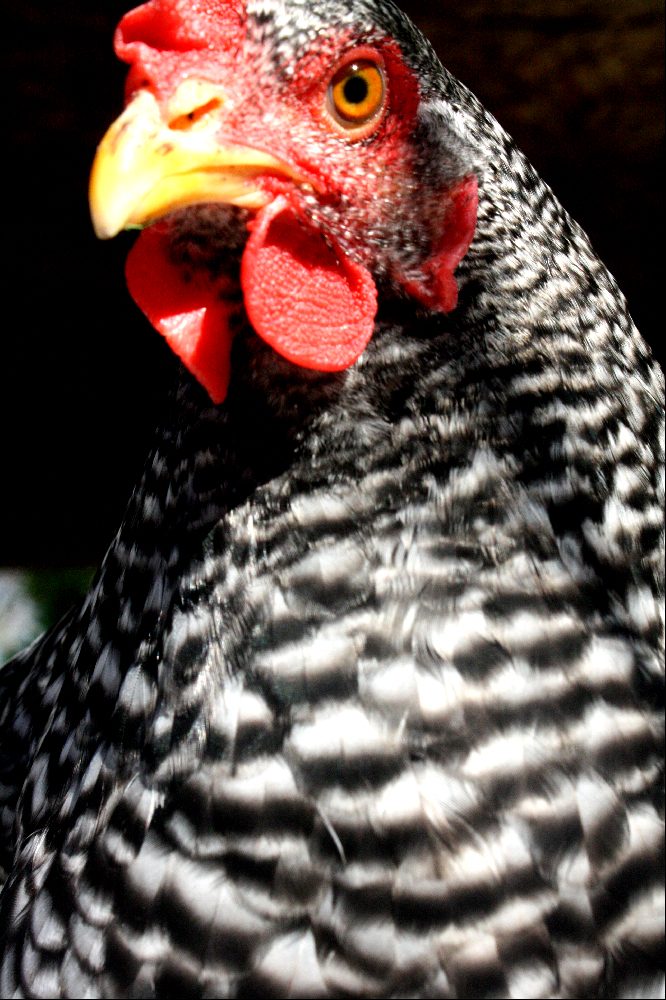 henny up close and personal
