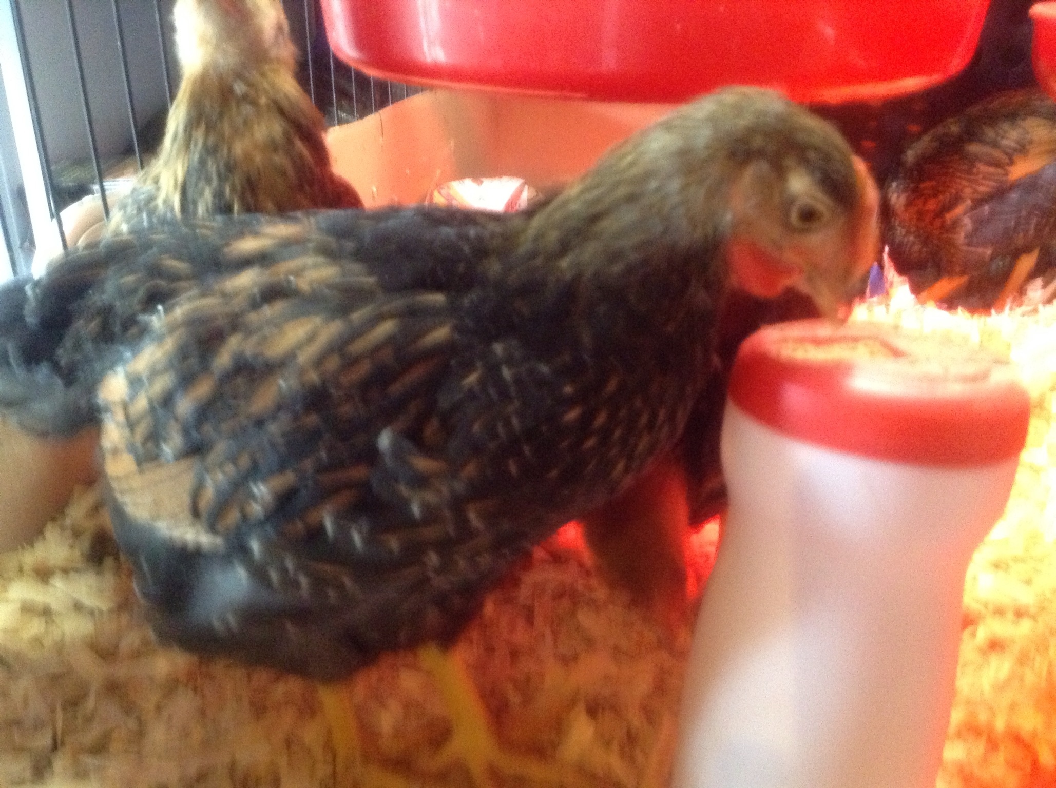 HennyPenny having a treat.